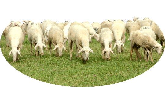Sheep of Laconne breed