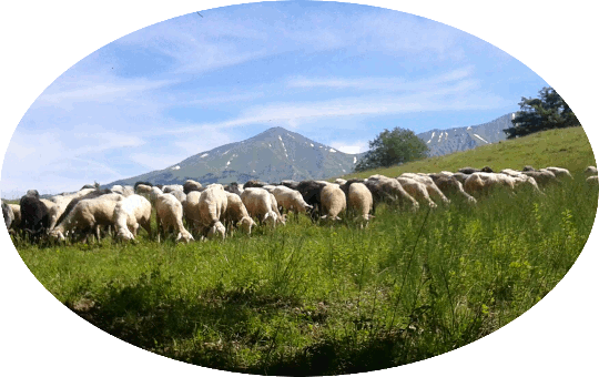 Pecore di Aureli