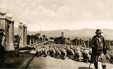 Amatrice 1924, ritorno dalla Campagna Romana. Monticazione