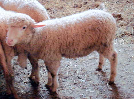 Sopravvissana lamb